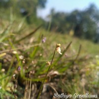 Utricularia caerulea L.